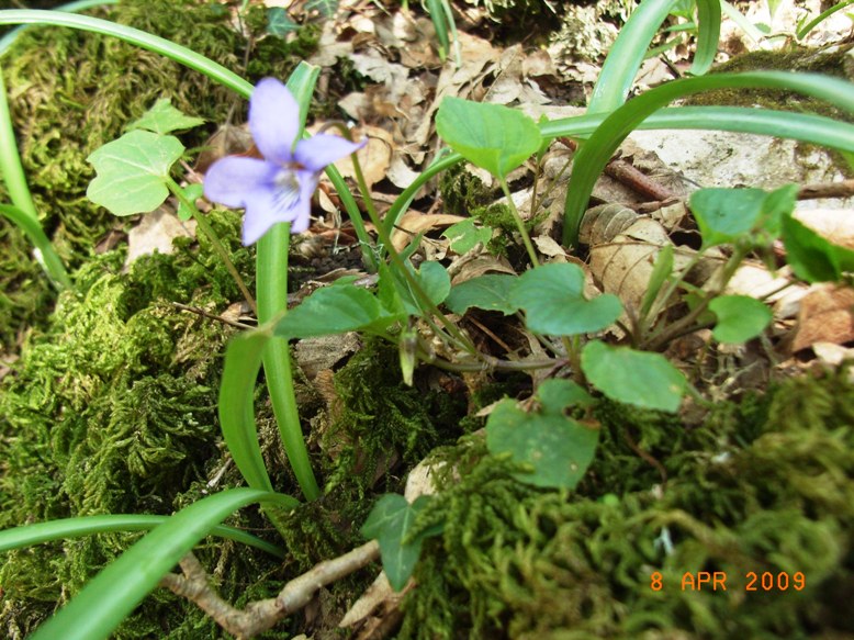 Viola reichebachiana